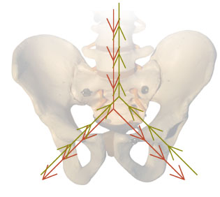 Natural forces on the sacrum